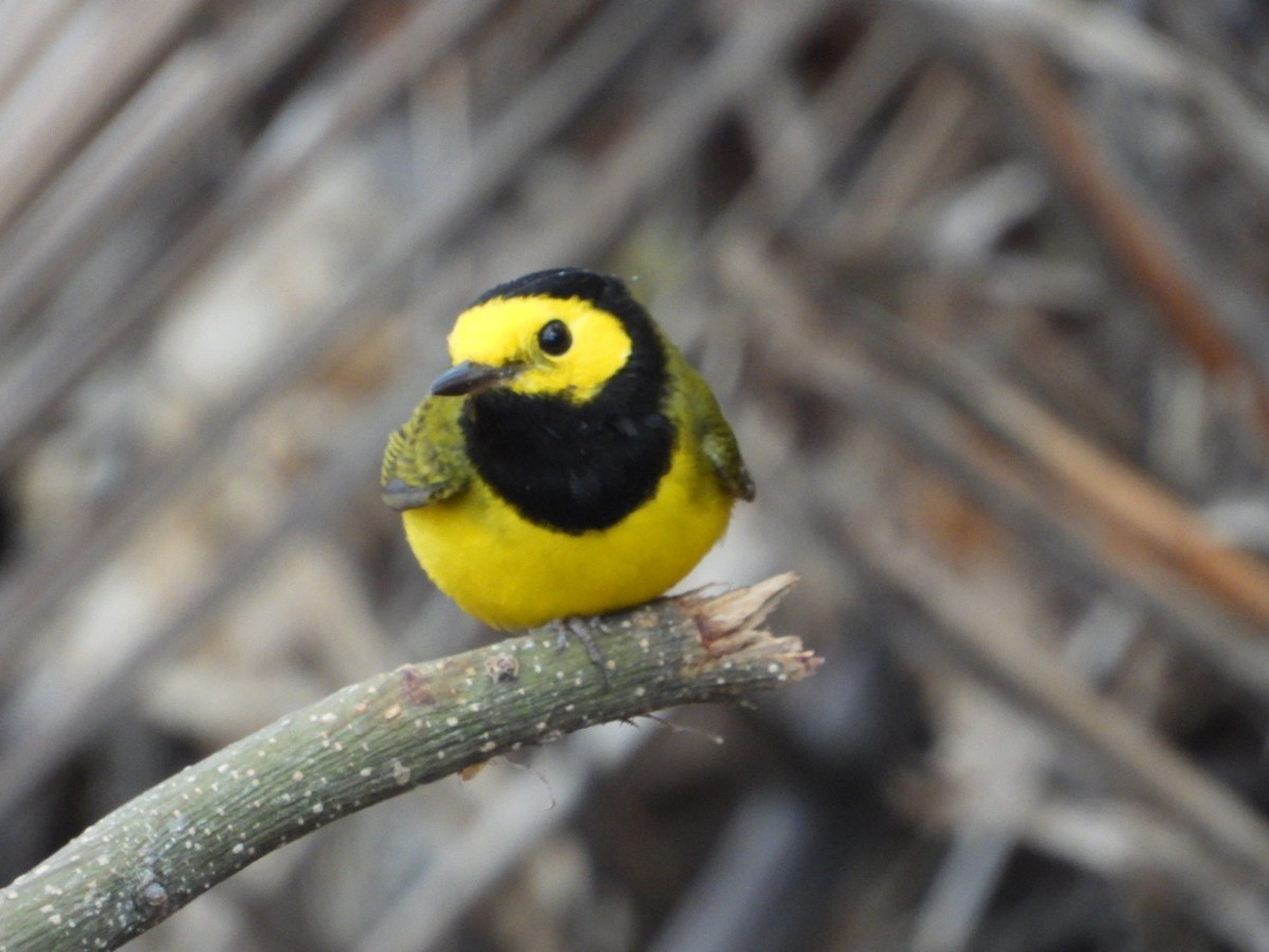 Hooded Warbler - ML615074387