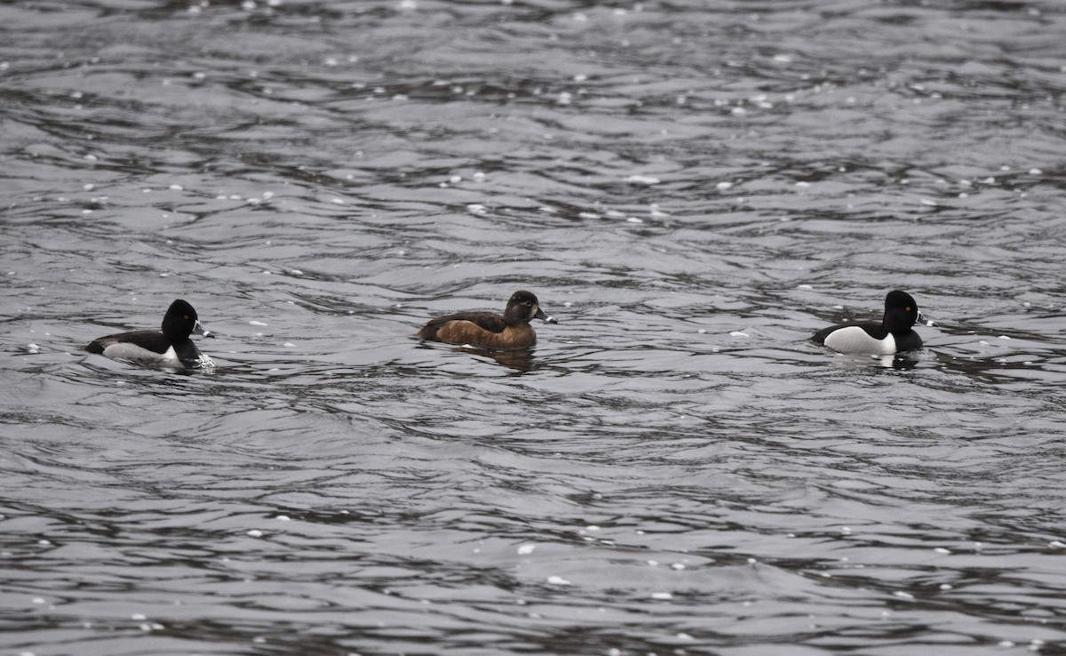 Ring-necked Duck - ML615074403