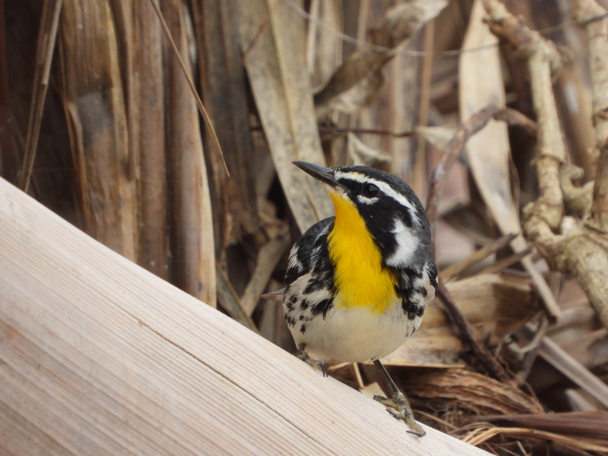 Yellow-throated Warbler - ML615074420