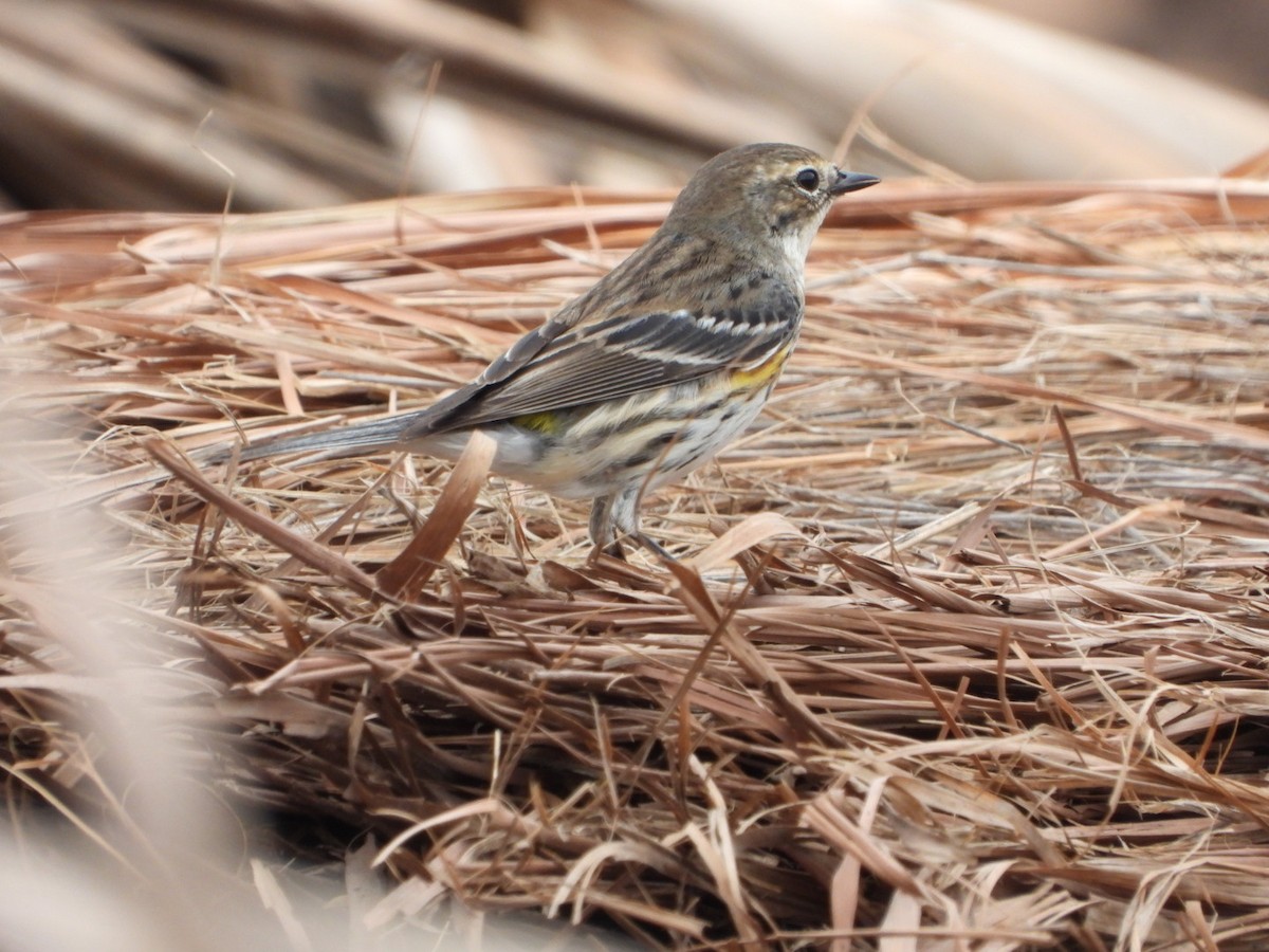 Yellow-rumped Warbler - Oscar Amaro