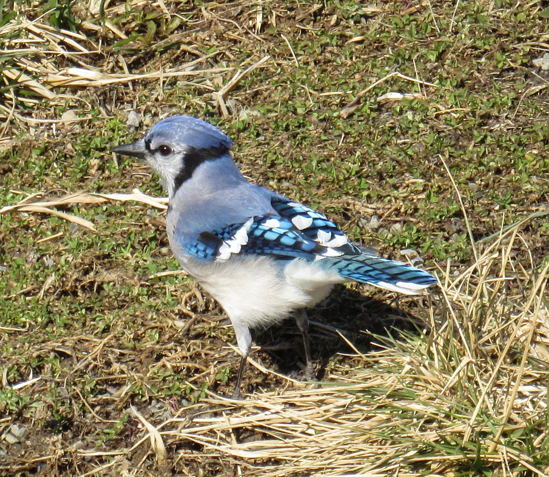 Blue Jay - ML615074465