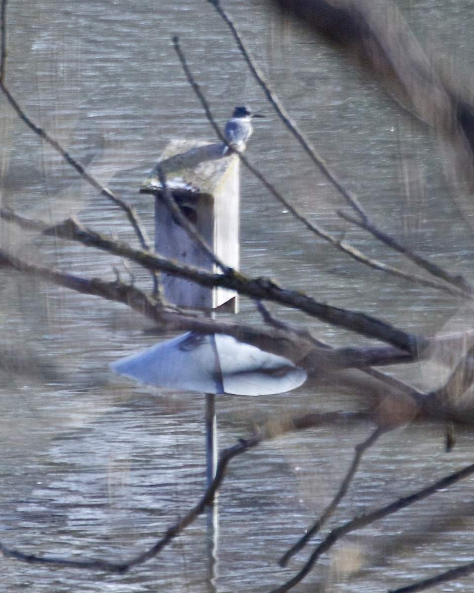 Belted Kingfisher - Jack & Holly Bartholmai