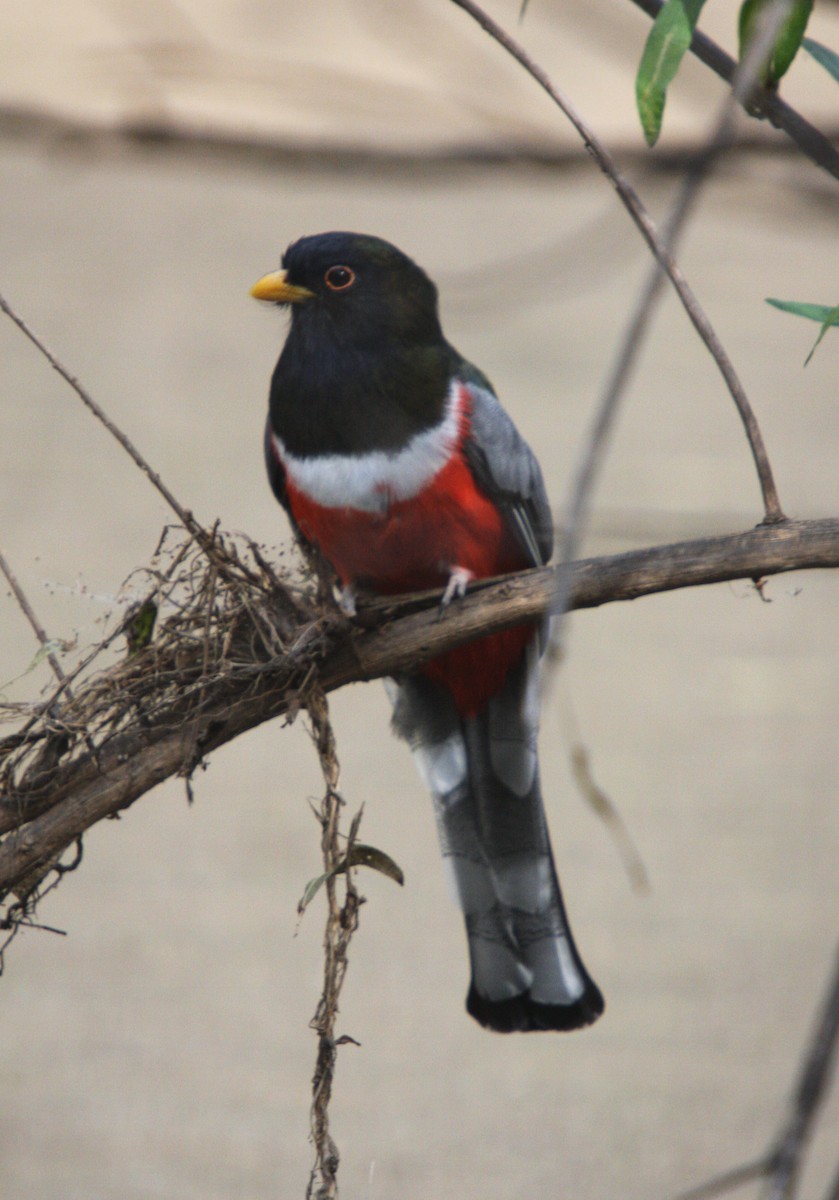 Elegant Trogon - ML615074569