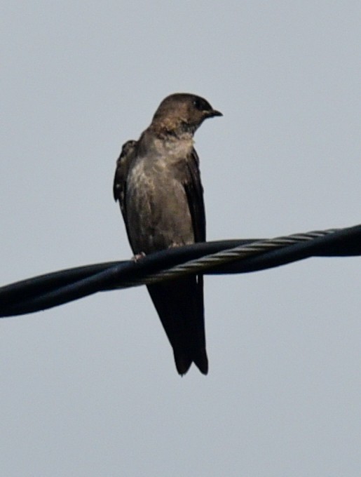 Pale-footed Swallow - Barbara Maytom