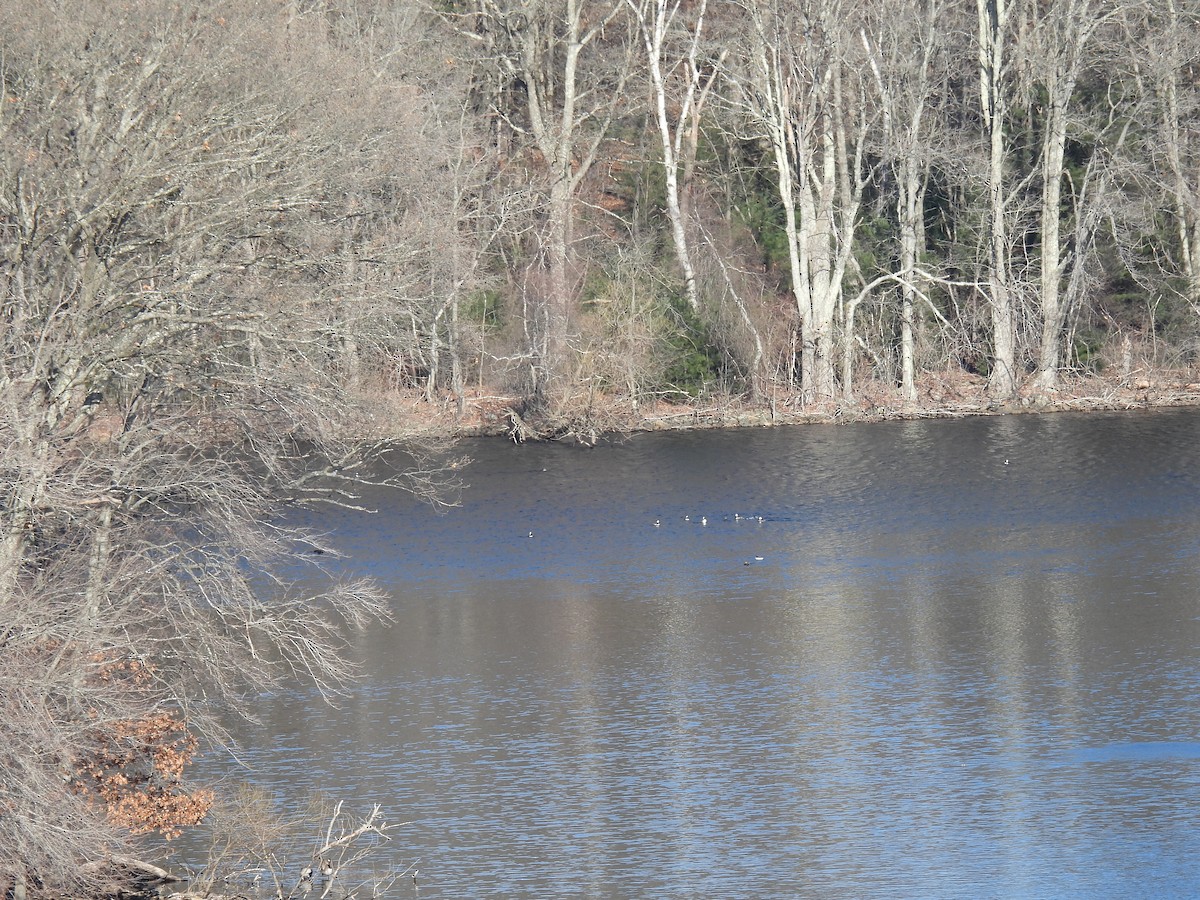 Hooded Merganser - ML615074574