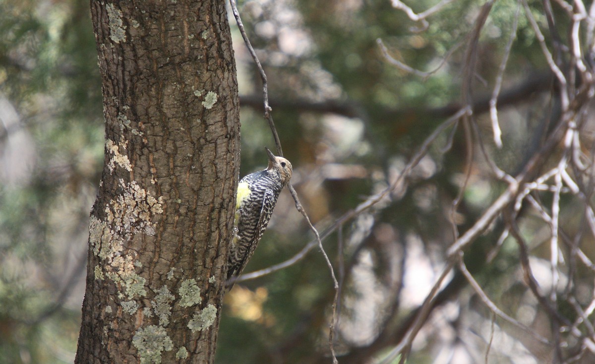 Williamson's Sapsucker - ML615074578