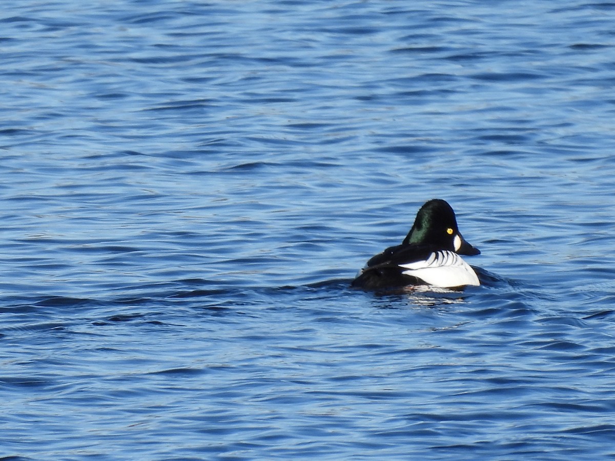 Common Goldeneye - ML615074580