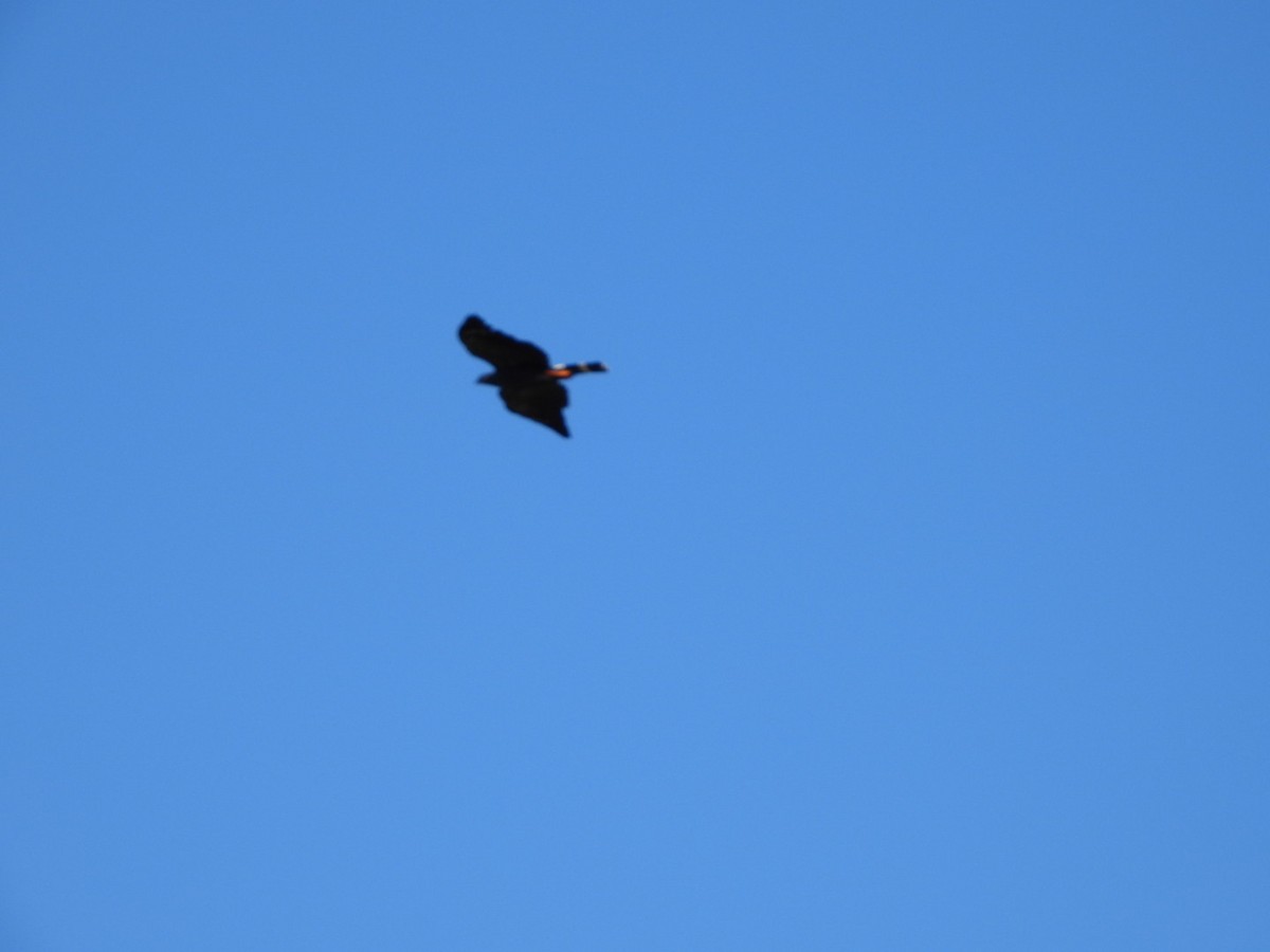 Crane Hawk - ML615074591