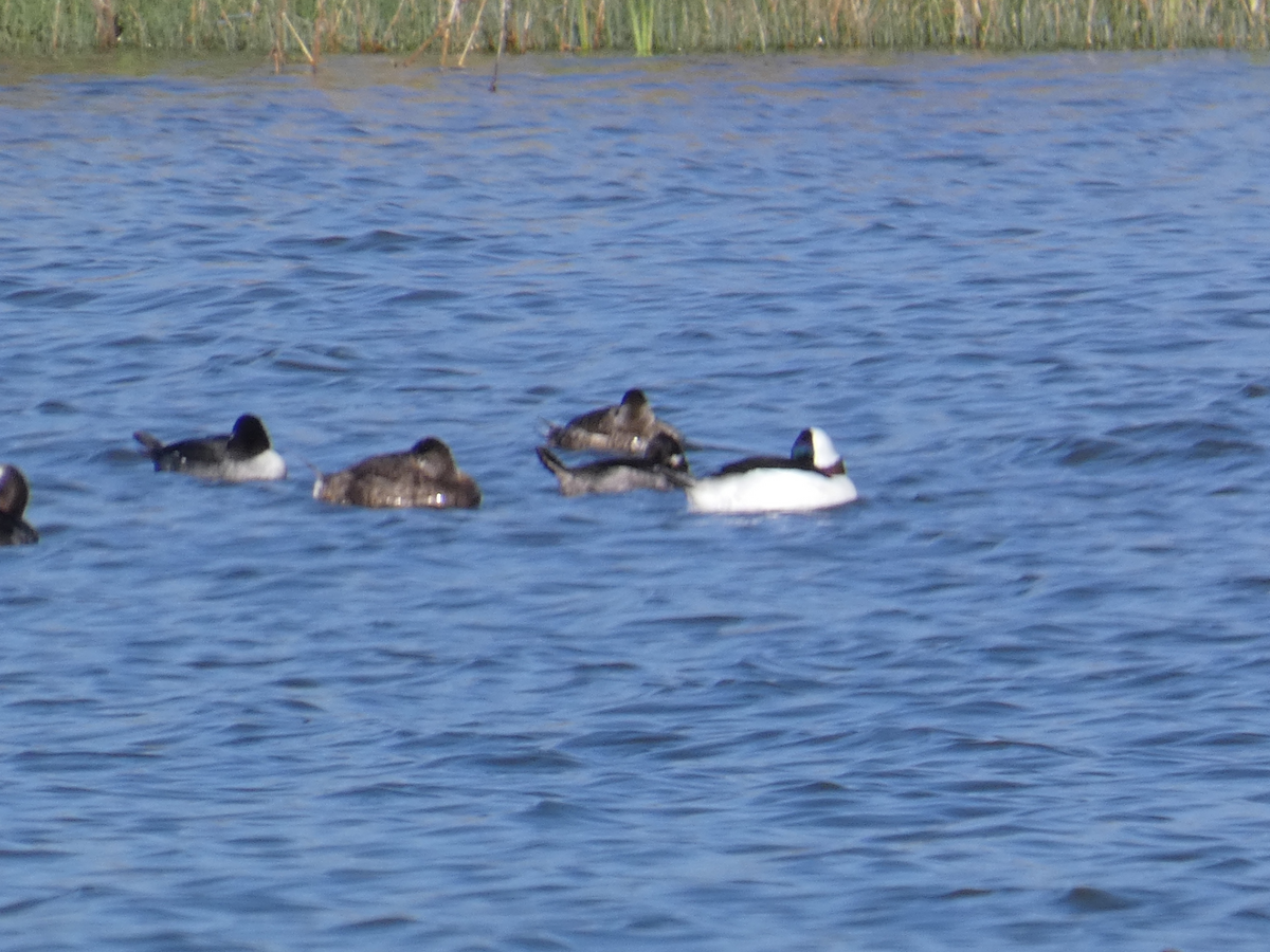 Bufflehead - ML615074598