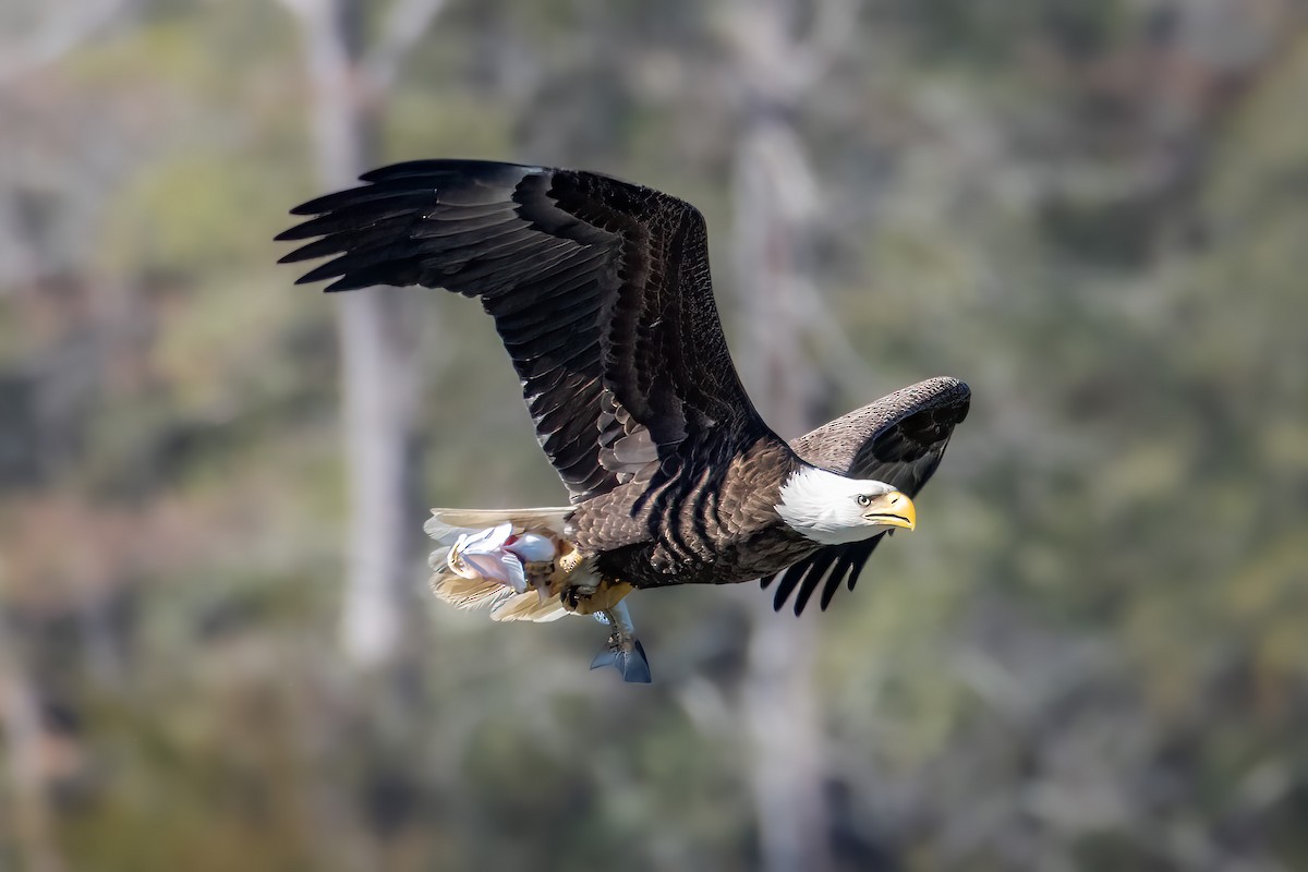 Bald Eagle - David Yeager