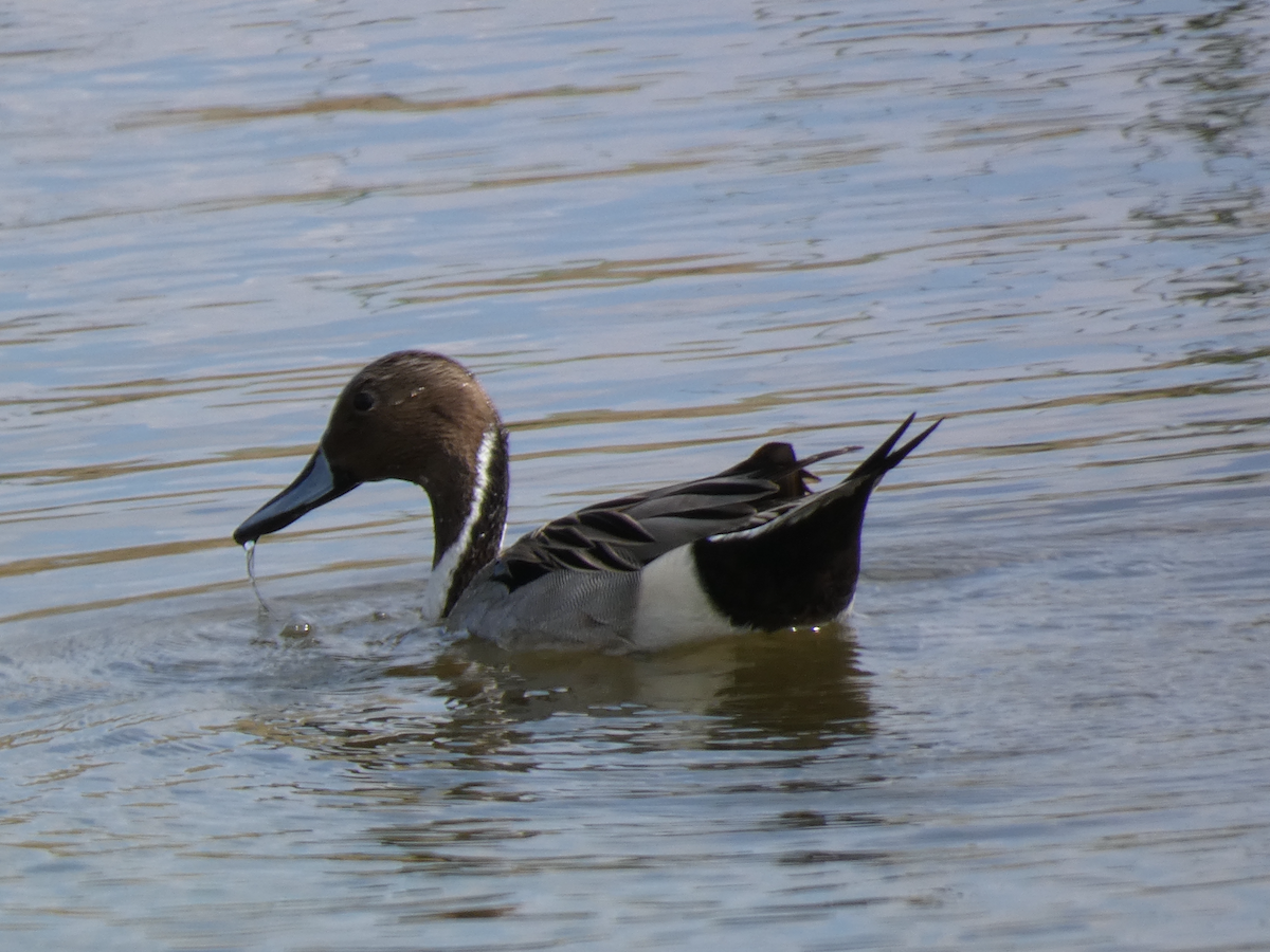 Northern Pintail - Carolyn Sanders