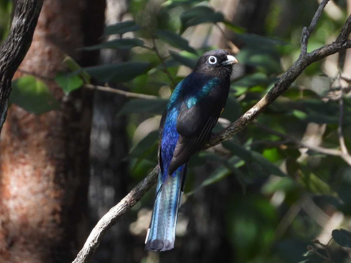 Black-headed Trogon - ML615074620