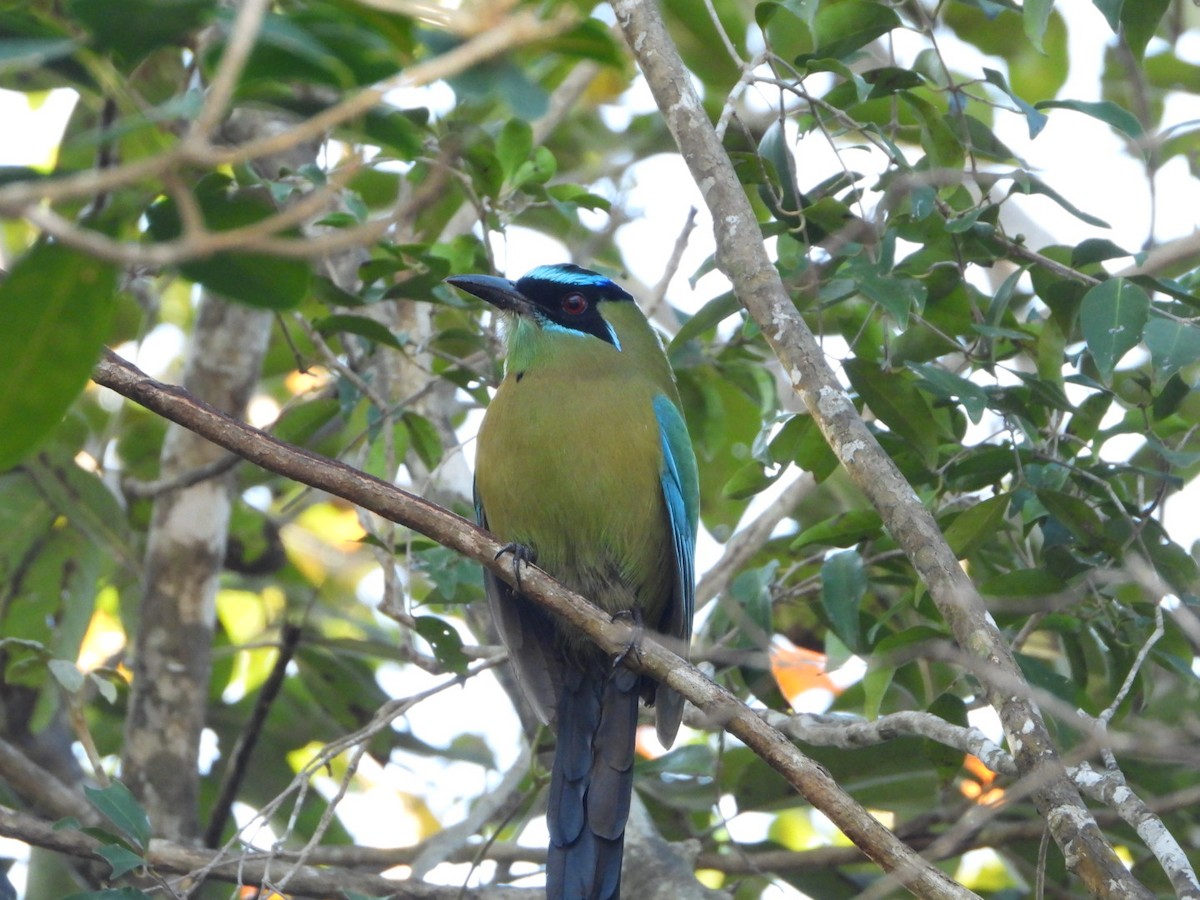 Lesson's Motmot - ML615074626