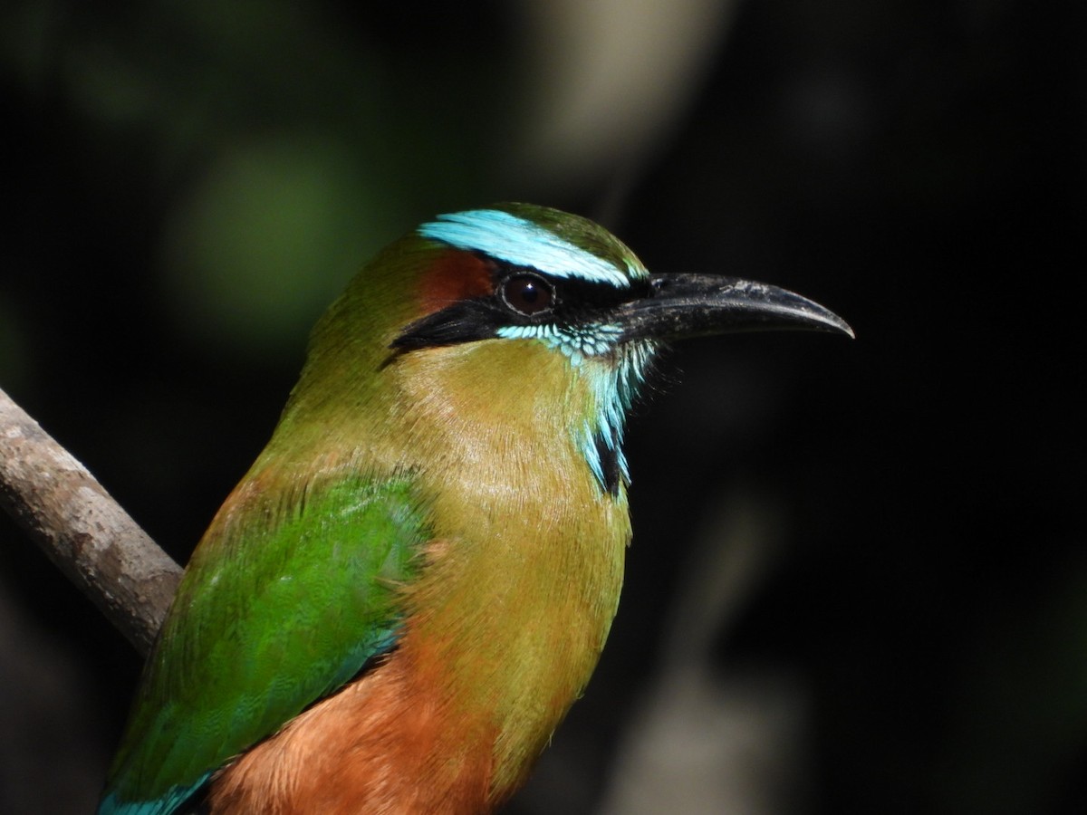 Turquoise-browed Motmot - ML615074639