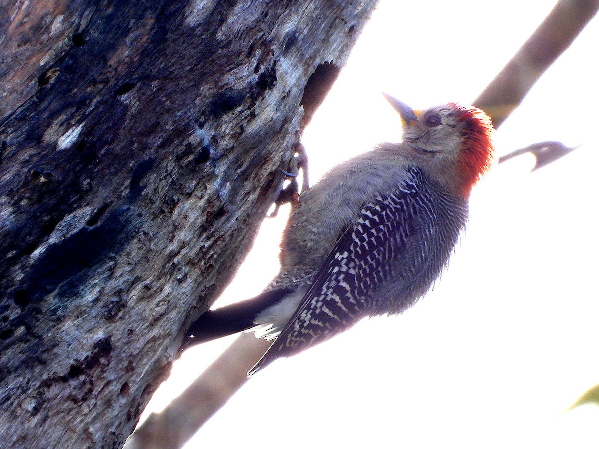 Yucatan Woodpecker - ML615074658
