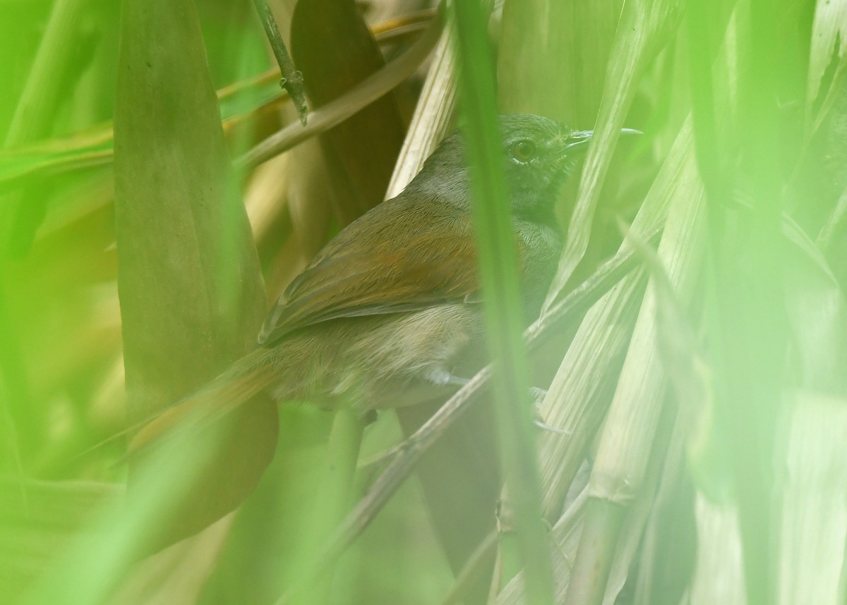 White-bellied Spinetail - ML615074721