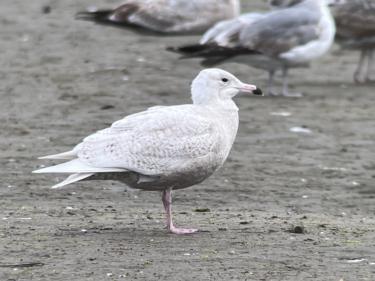 Glaucous Gull - ML615074725