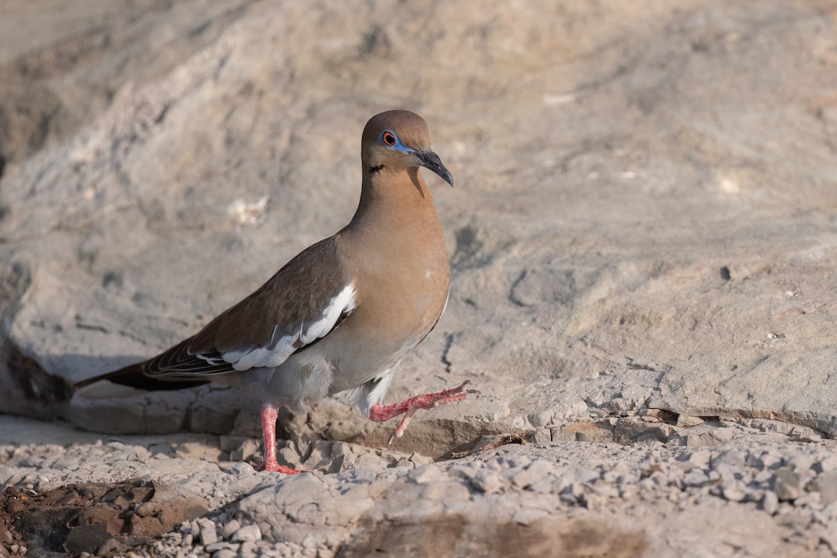 White-winged Dove - ML615074753