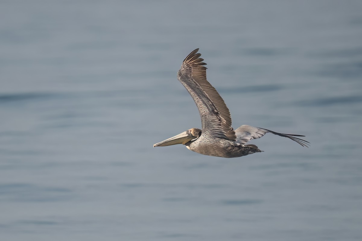 Brown Pelican - ML615074764