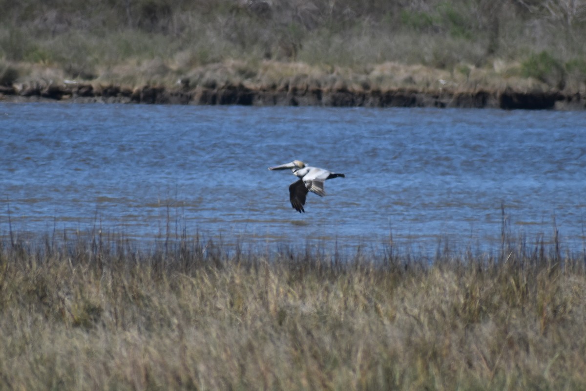 Brown Pelican - ML615074767