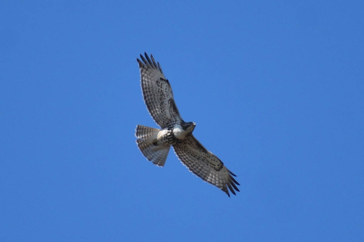 Red-tailed Hawk - ML615074773