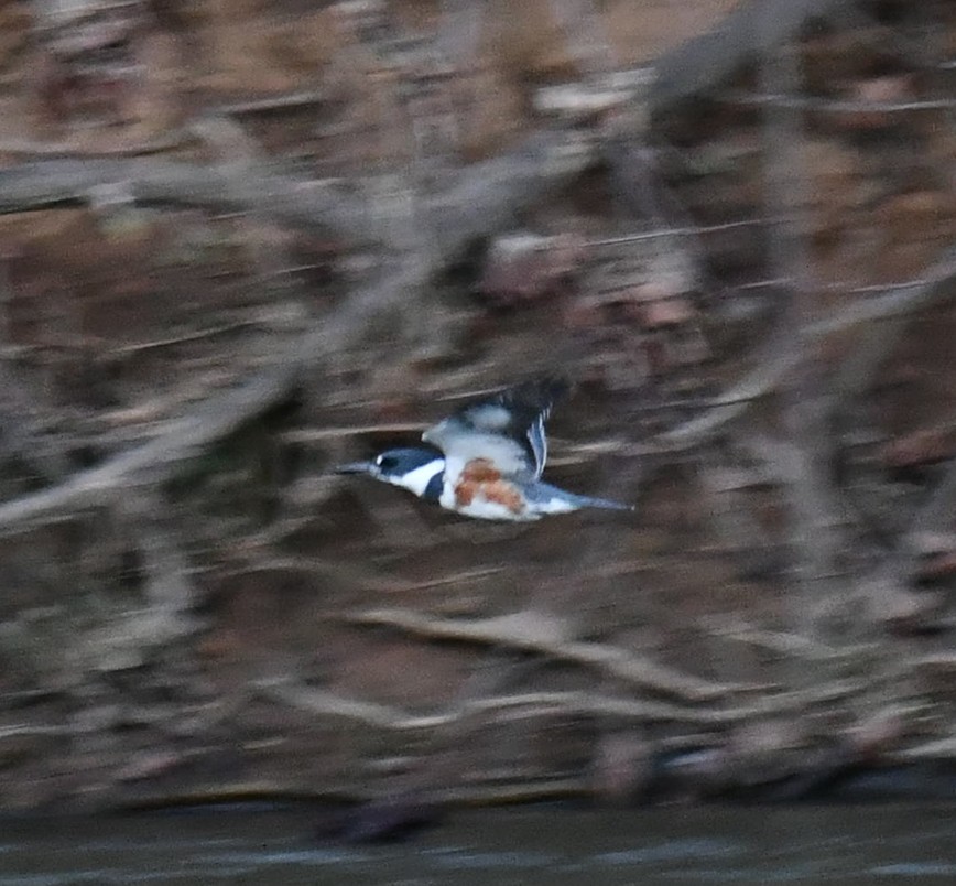 Belted Kingfisher - ML615074799