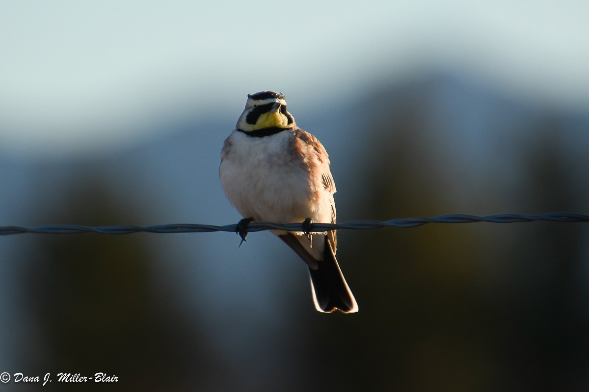 Horned Lark - Dana Miller-Blair