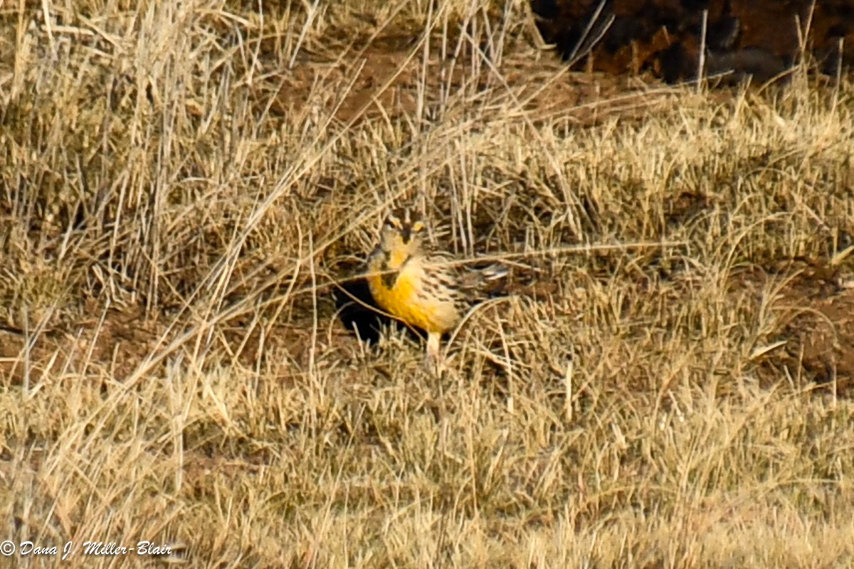 Chihuahuan Meadowlark - Dana Miller-Blair