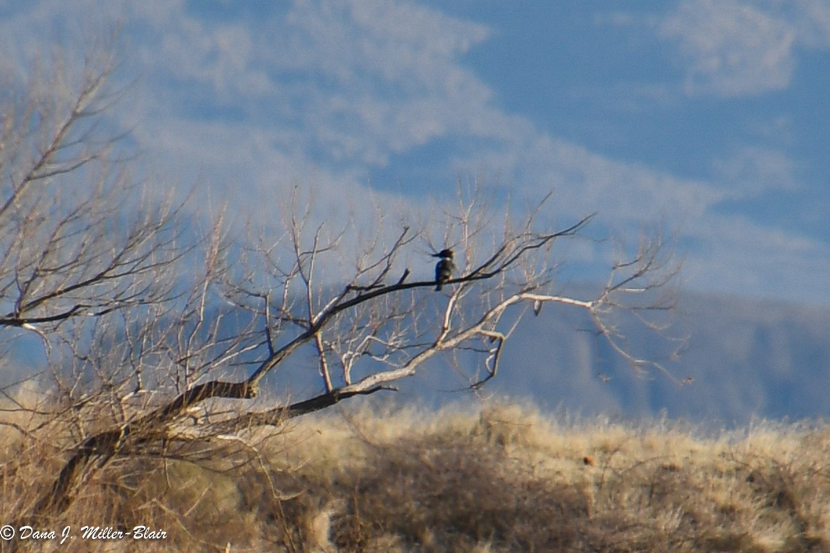 Belted Kingfisher - ML615074852