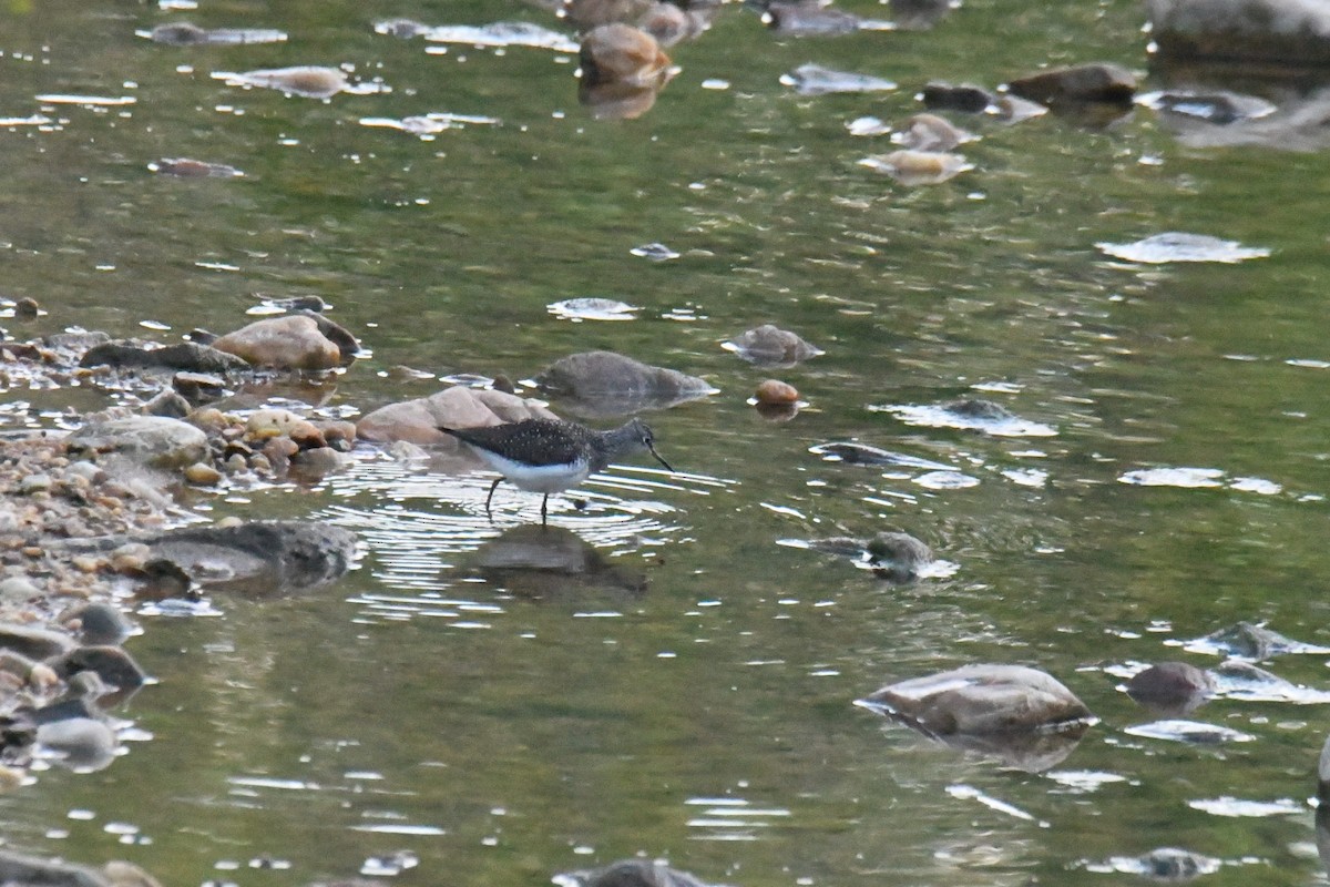 Solitary Sandpiper - ML615074884