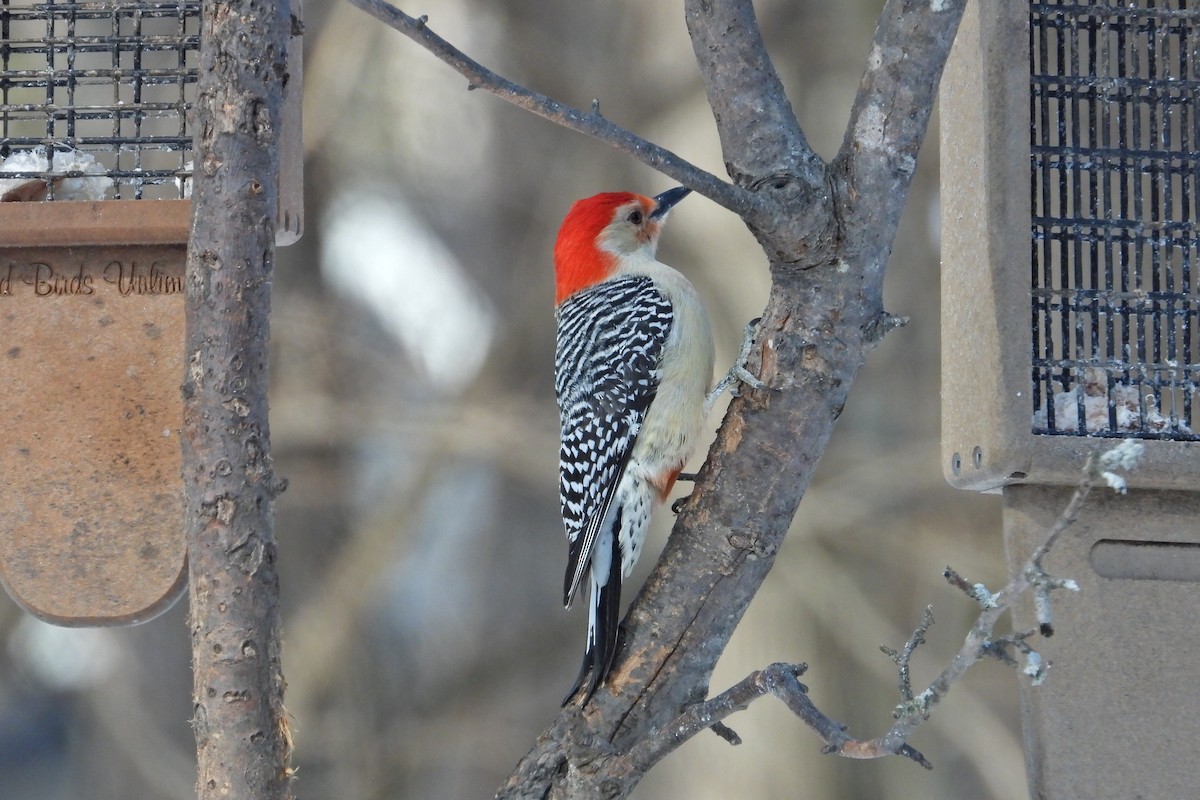 Red-bellied Woodpecker - ML615074894