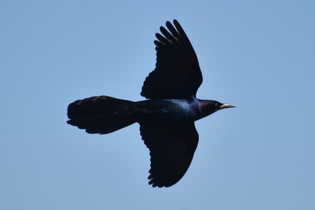 Boat-tailed Grackle - ML615074895