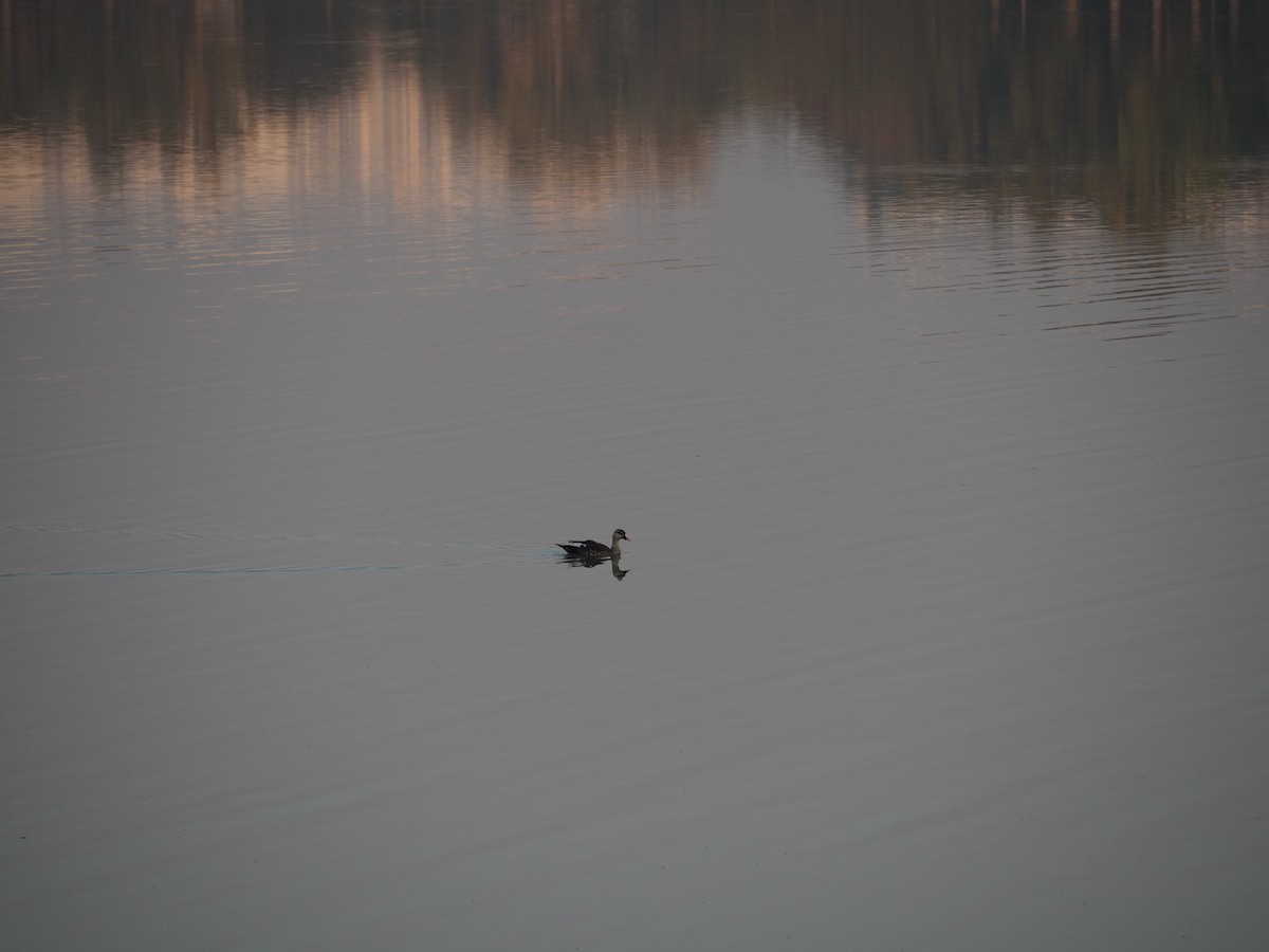Indian Spot-billed Duck - ML615074899