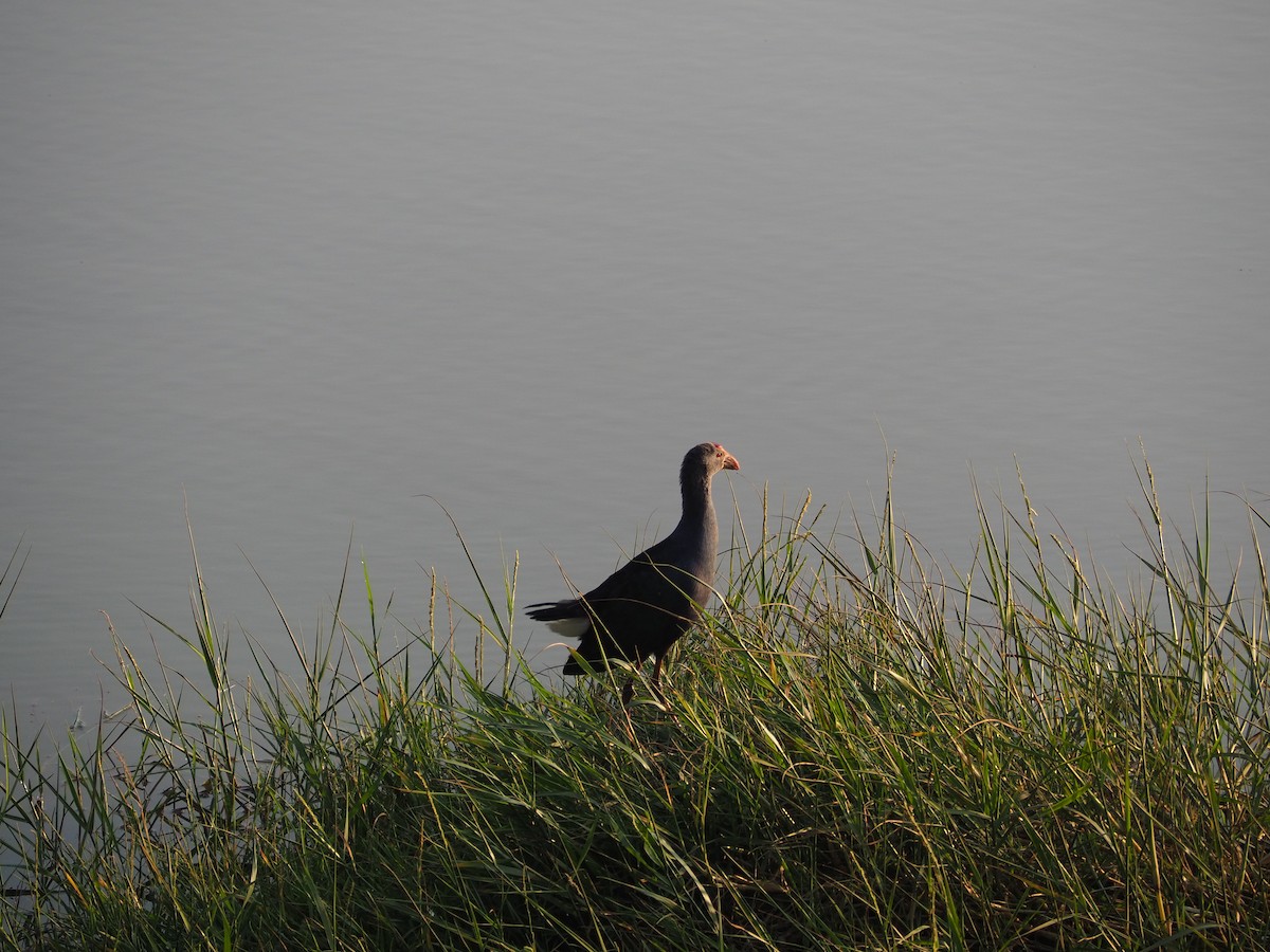 Gray-headed Swamphen - ML615074916