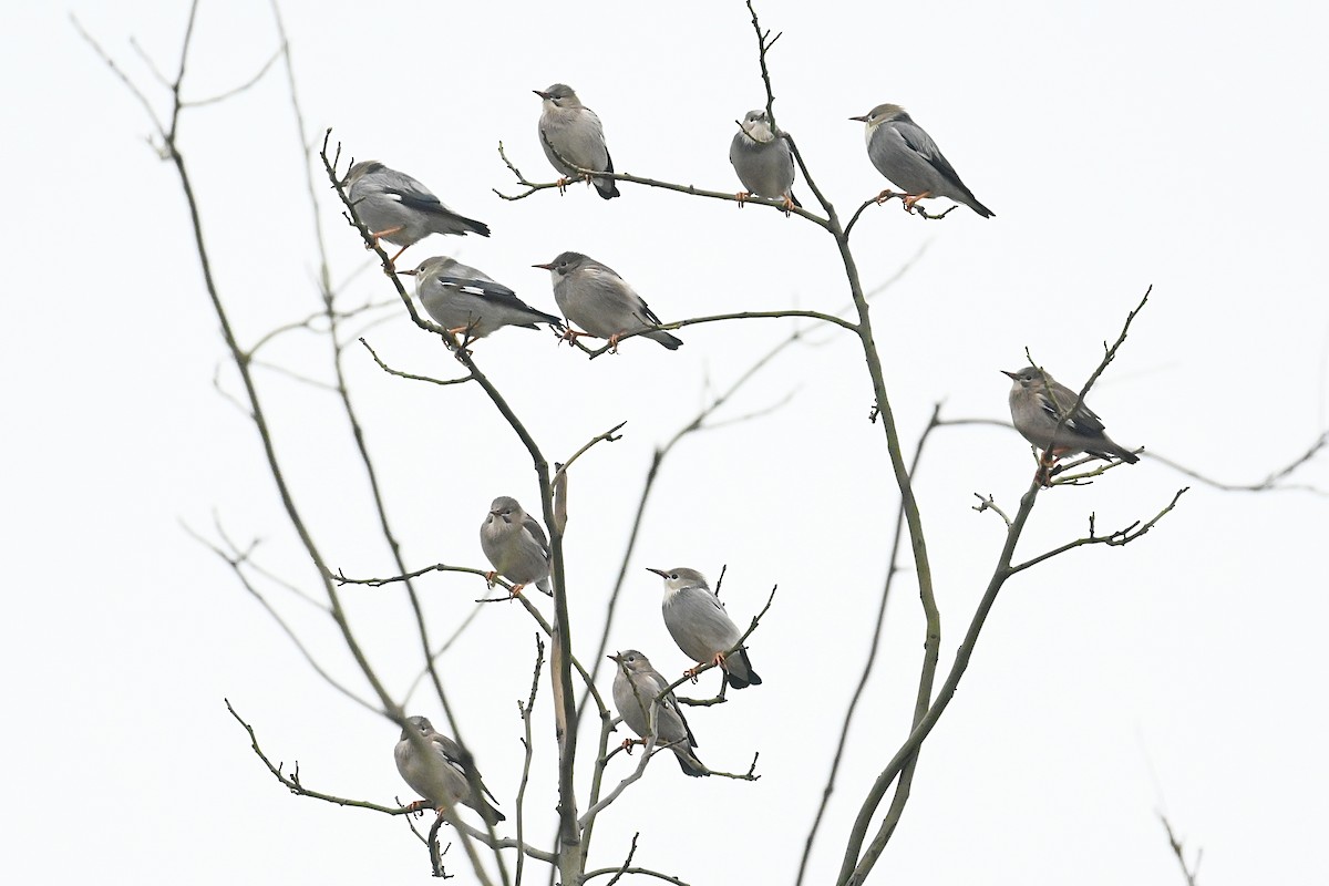 Red-billed Starling - Dong Qiu