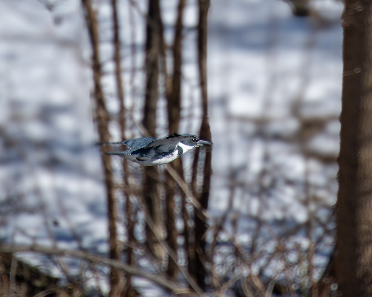 Belted Kingfisher - ML615075091