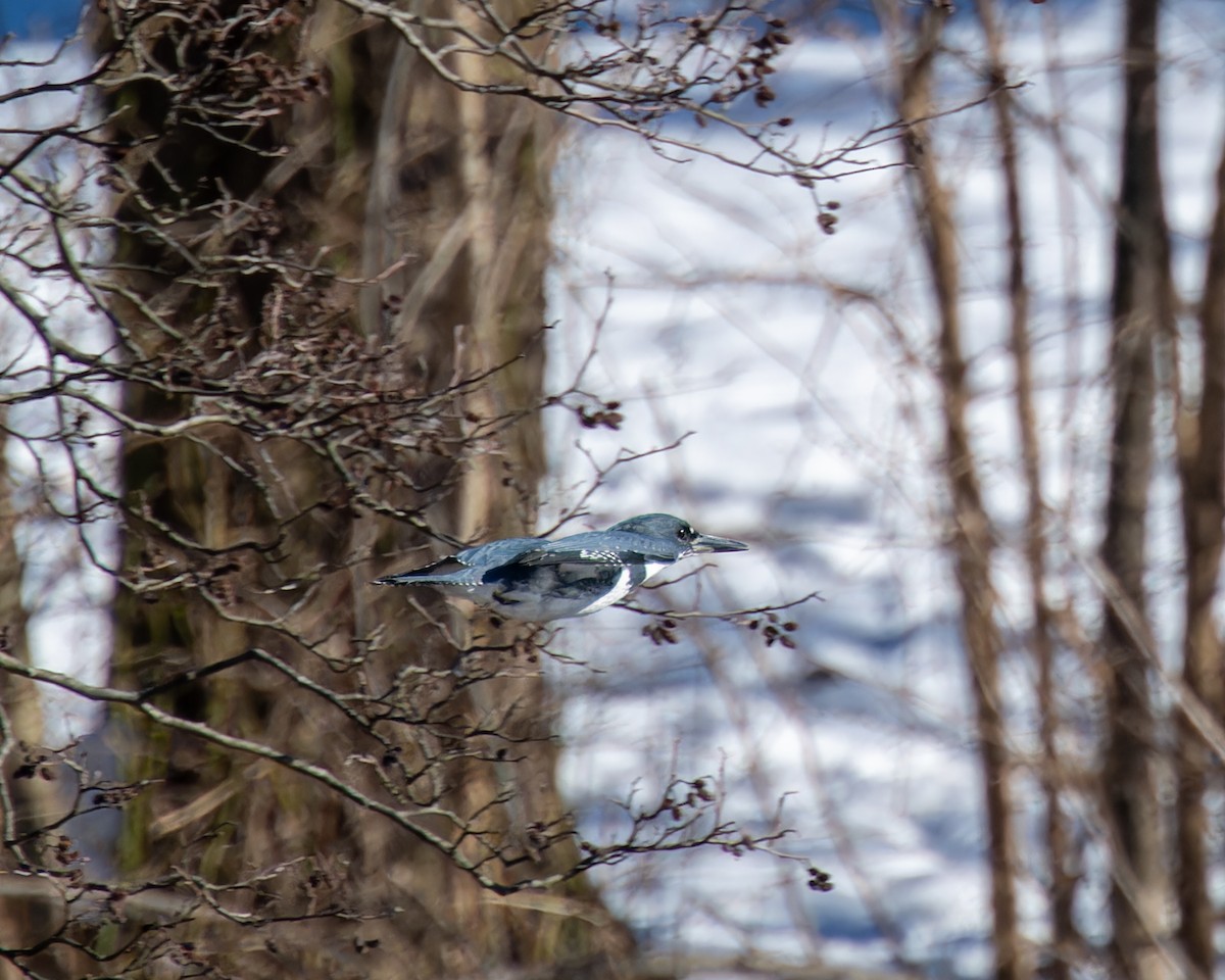 Belted Kingfisher - ML615075092