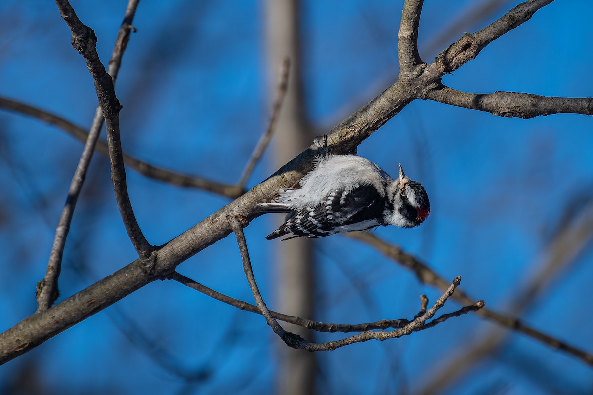 Downy Woodpecker - ML615075111