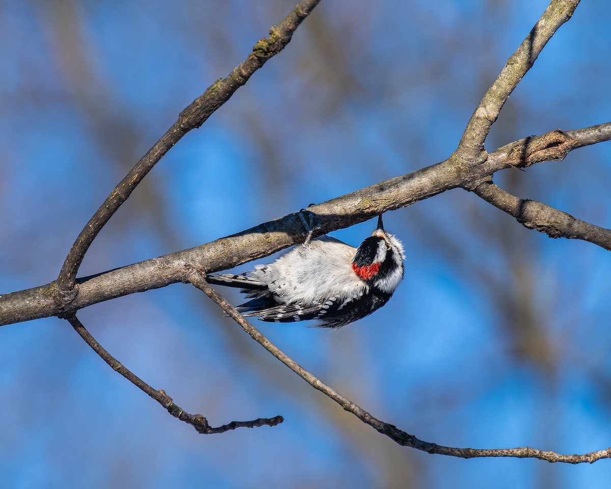 Downy Woodpecker - ML615075112