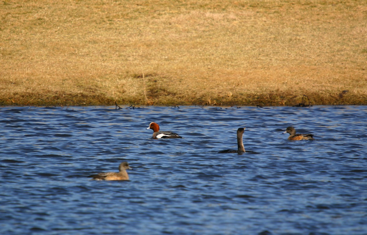 Eurasian Wigeon - ML615075126