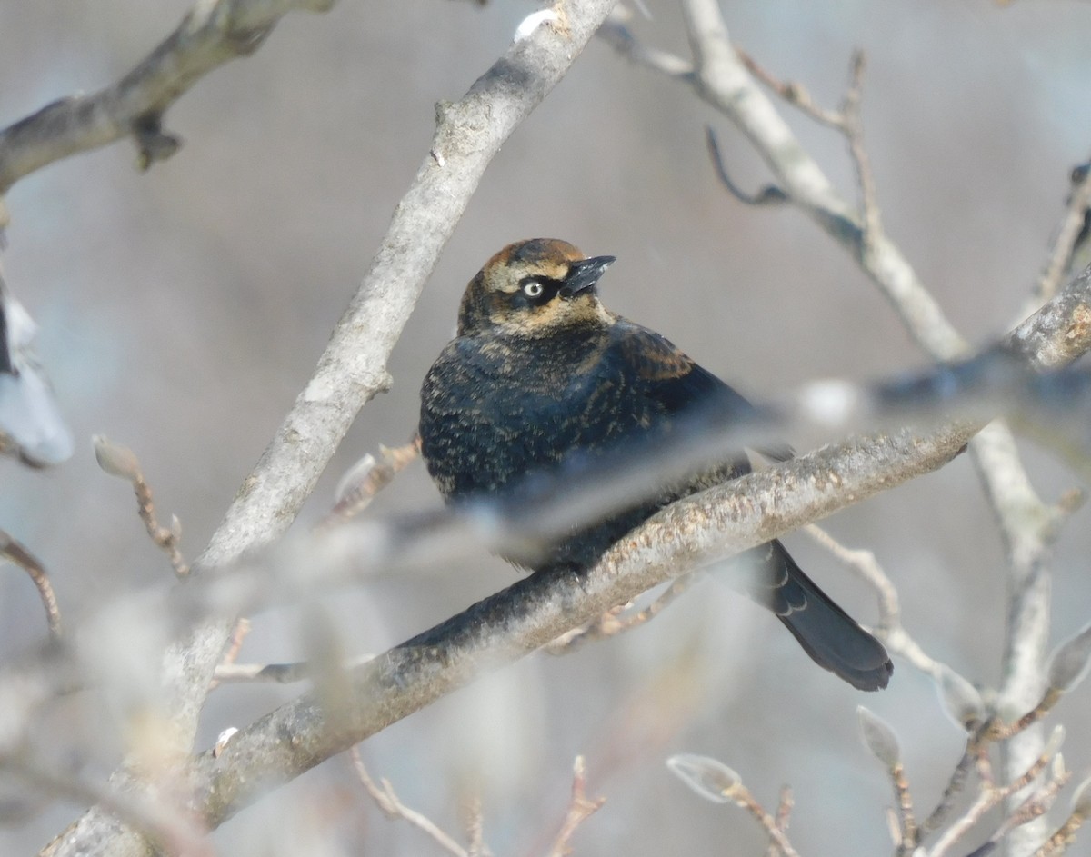 Rusty Blackbird - ML615075159