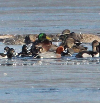 Eurasian Wigeon - ML615075160