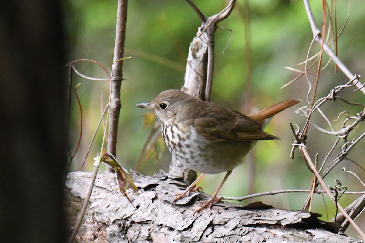 Hermit Thrush - ML615075161