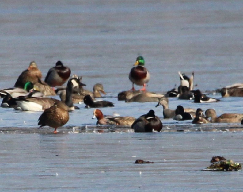 Eurasian Wigeon - ML615075166