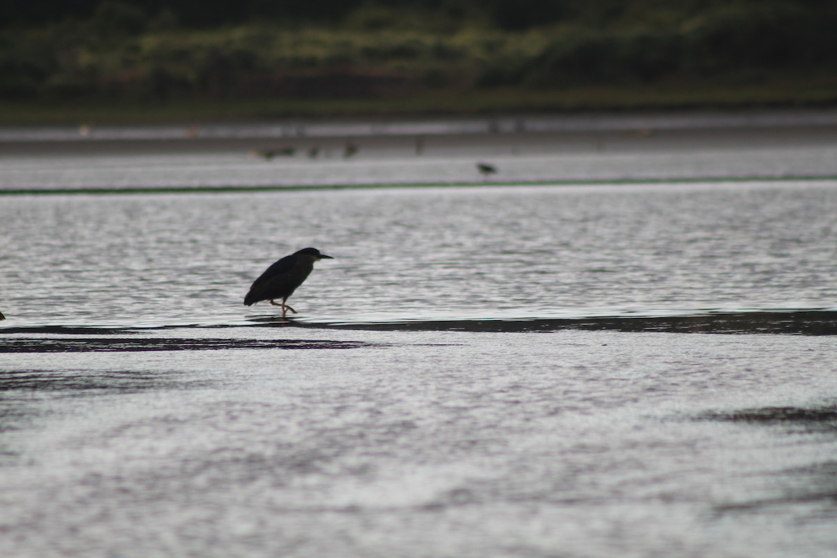 Black-crowned Night Heron - ML615075167