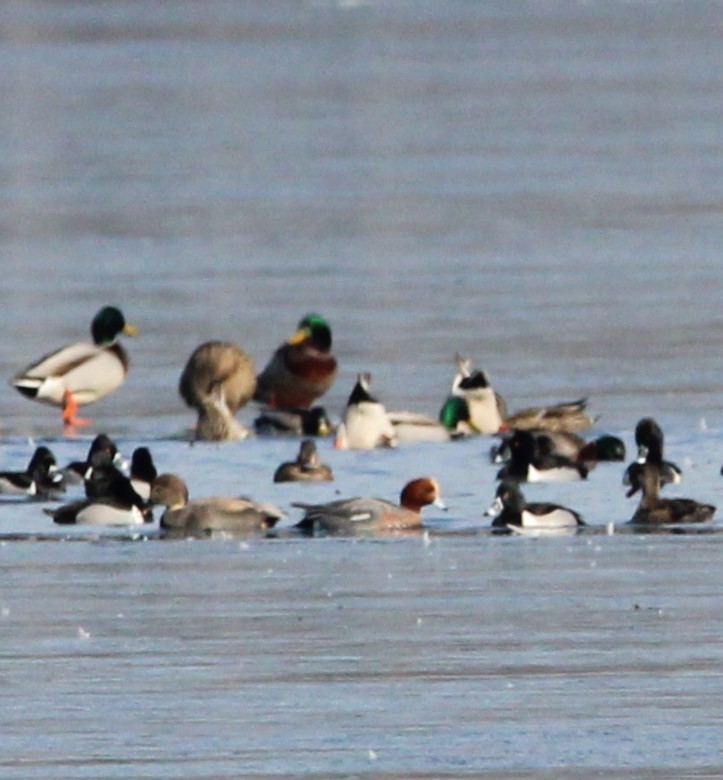 Eurasian Wigeon - ML615075177