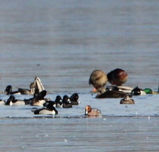 Eurasian Wigeon - ML615075189