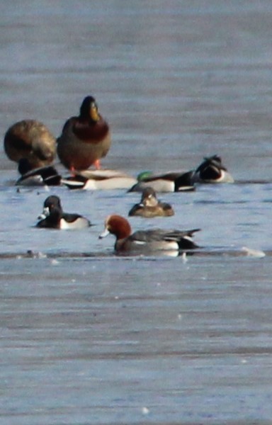 Eurasian Wigeon - NE Ohio Duck Tracker - JUDY   ( ')>