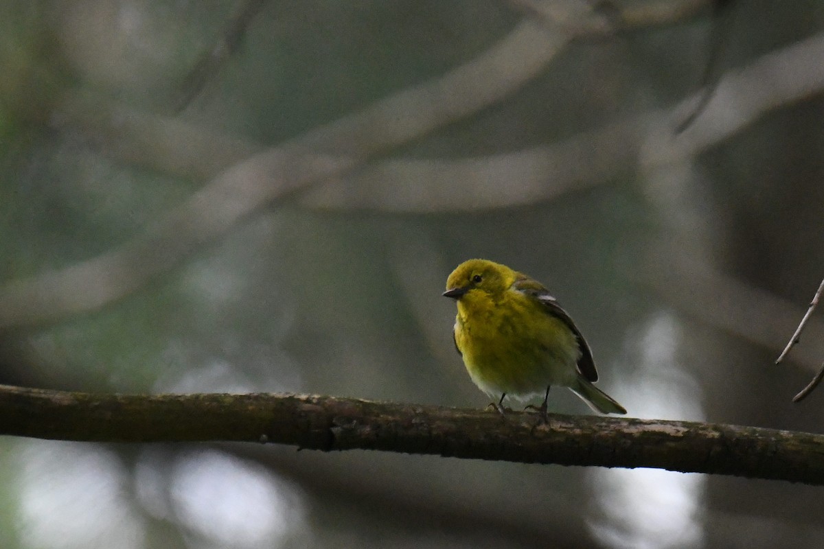 Pine Warbler - ML615075222