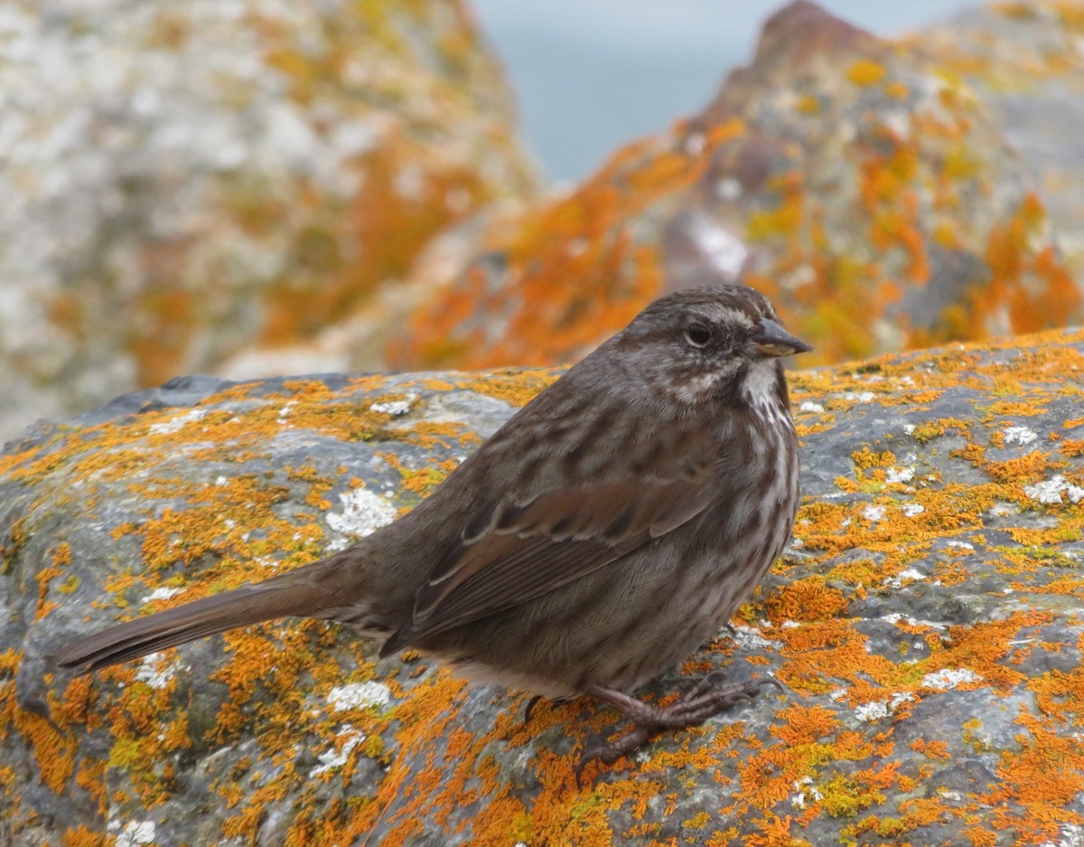 Song Sparrow - ML615075266